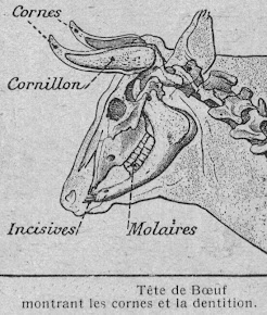 La formule dentaire de la vache
