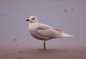 Iceland Gull - Pensarn, North Wales