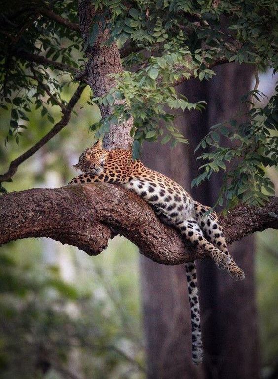 Contoh wild animals dan artinya