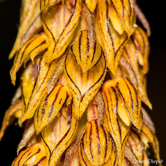Bulbophyllum morphologorum