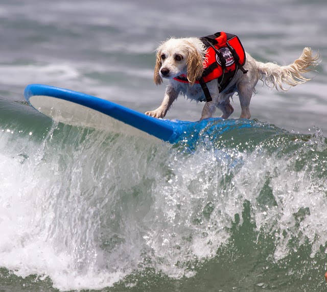 Surf City Surf Dogs Catch the Waves The Ark In Space