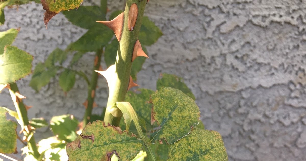 Xtremehorticulture of the Desert Plants to Replace Roses for Low Light