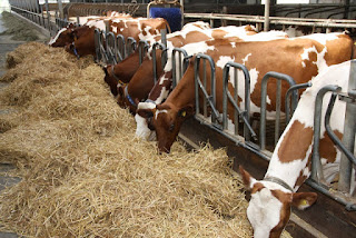 https://www.mshindoveterinarycentre.com/2020/05/chakula-bora-cha-ngombe-wa-maziwa.html