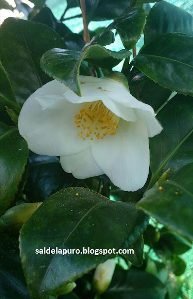 camelia