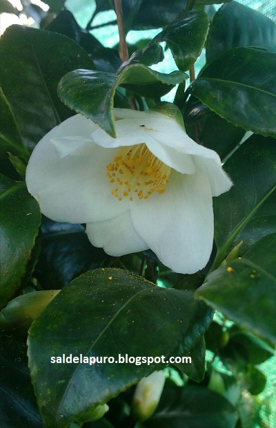 camelia