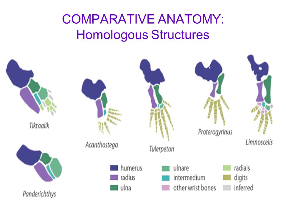 Comparative structures. Comparative Anatomy. Анатомия цвета. Homologous Organs analogous Organs. Proterogyrinus.