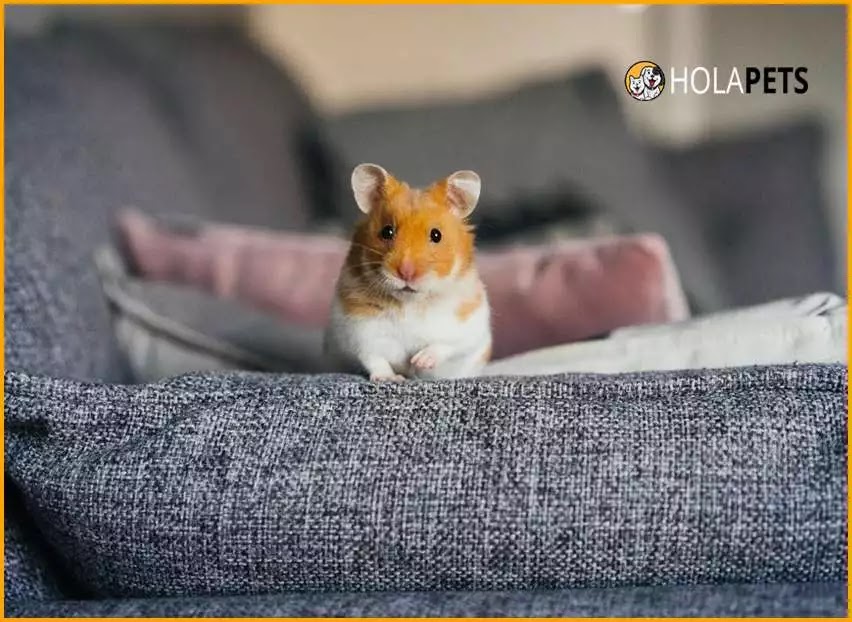 What you need to know before getting a pet hamster