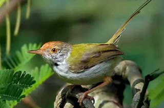 11++ Burung emprit kepala merah terbaru