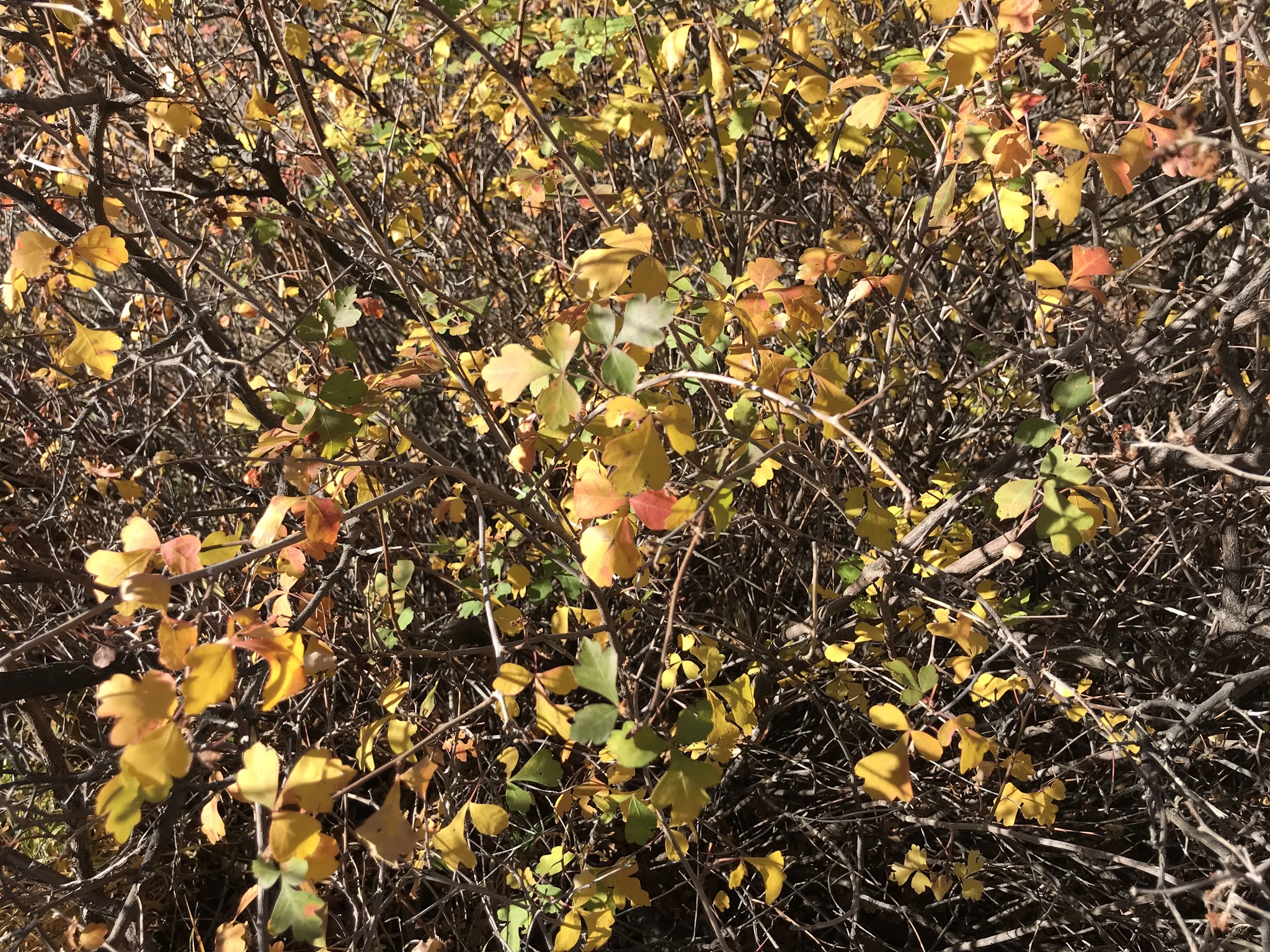 Co Horts Native Shrubs For Fall Color