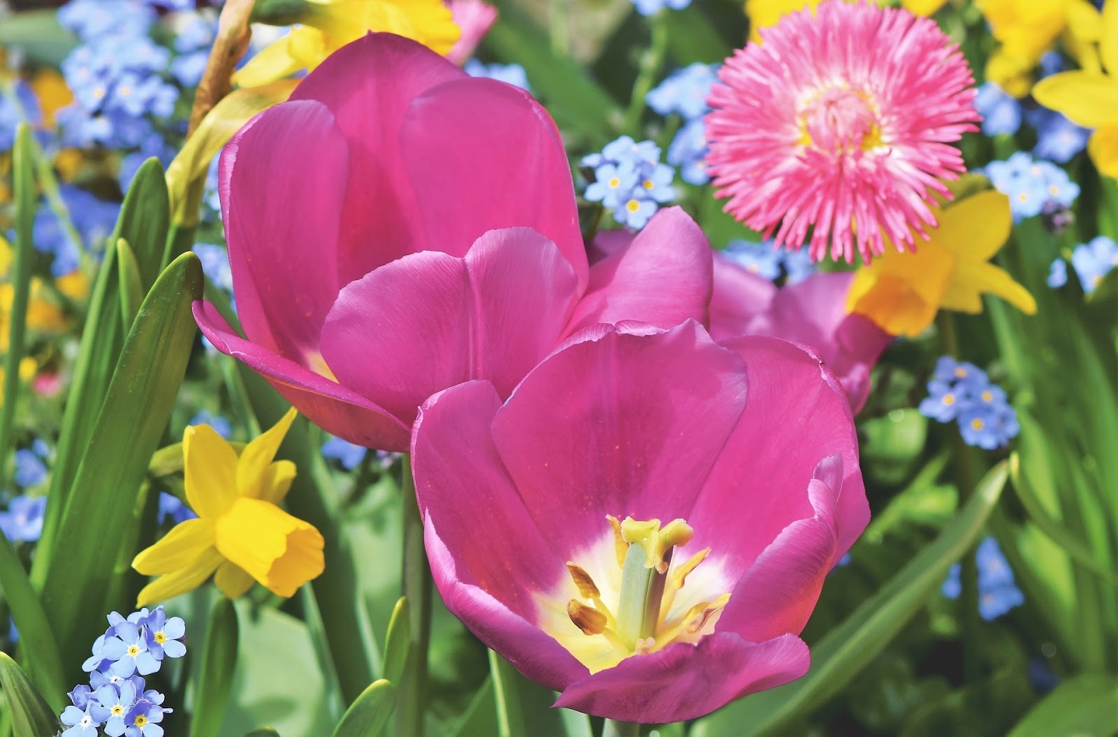 Keindahan Gambar Bunga Tulip Mekar Alami