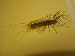 centipede brown found inside