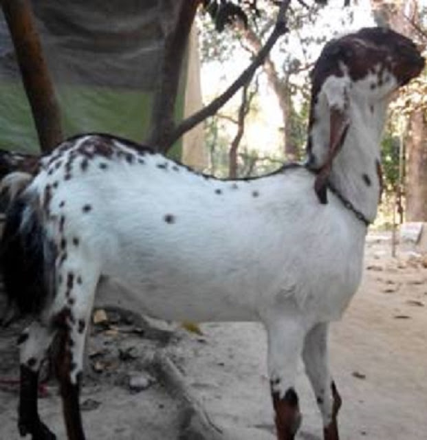Most Popular Indigenous Breeds of Goats in India