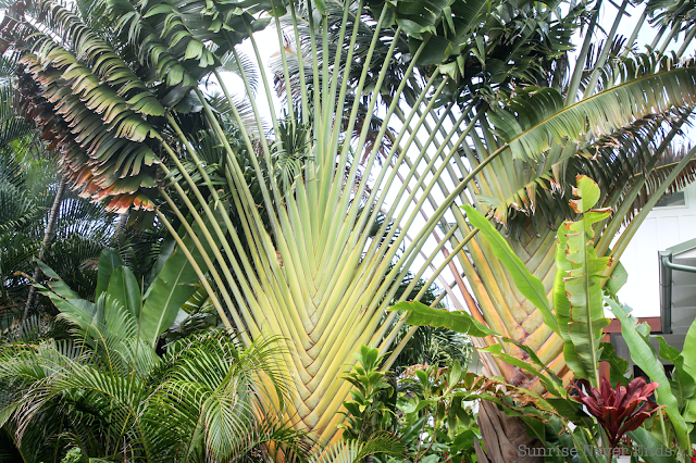 random,north shore,oahu,hawaii,beach house,beach shack,végétation tropicale,palmiers,bananiers,