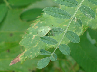 Palomena prasina nymph (4th instar) DSC45990