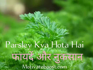 Parsley in hindi, parsley kya hota hai