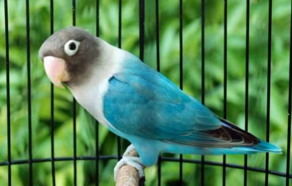 List Of Latest Cobalt Lovebird Prices In June 2019 Kicau Mania