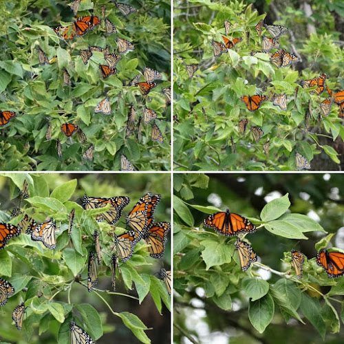 Monarchs in Eastern Iowa Keep your eye out