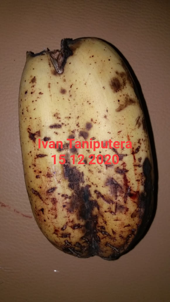 Blog Sejarah, Sains, Astrologi, Metafisika: MAKNA PISANG DEMPET