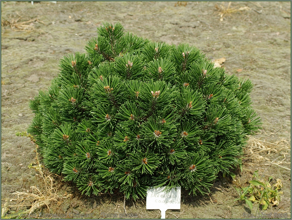 Шервуд компакт. Сосна Горная Шервуд компакт. Pinus mugo 'Sherwood Compact'. Пинус Муго Шервуд компакт. Pinus mugo `compacta`.