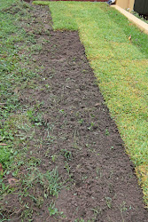 centipede grass row mariette basics
