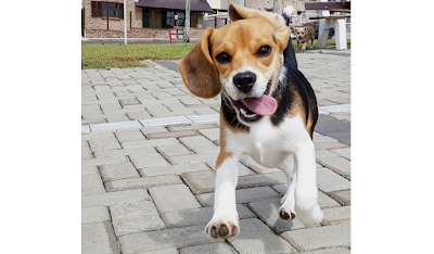 Beagle Dog Breed