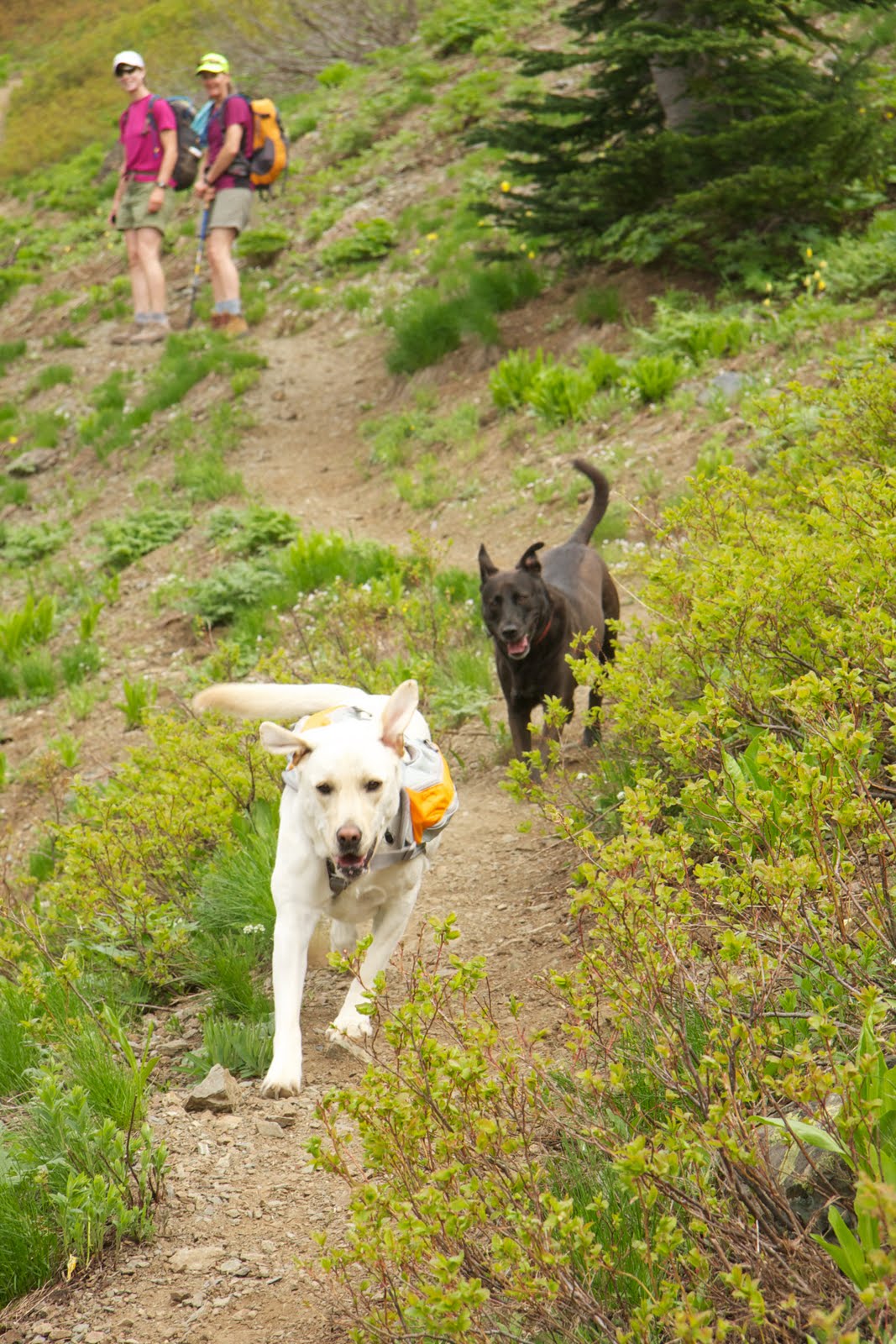 Northwest Paragliding Club Blog: Hiking with Dogs