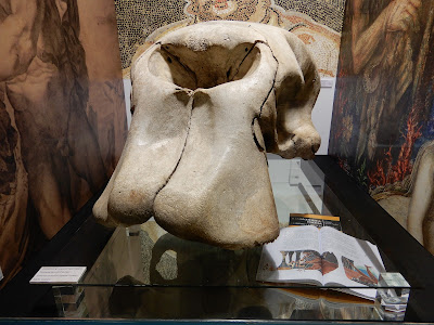 バレンシア自然史博物館(Natural Science Museum of Valencia) アフリカゾウの頭骨