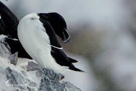 Alca común - Razorbill - Alca torda. Ejemplar adulto con plumaje de verano. Raya vertical blanca en el pico y brida blanca hasta los ojos.