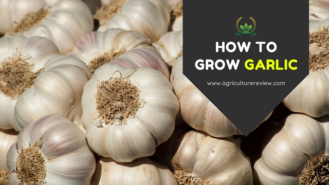 how to grow garlic