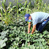 Director de Politécnico muestra orgulloso plantación de batata inició en cuarentena