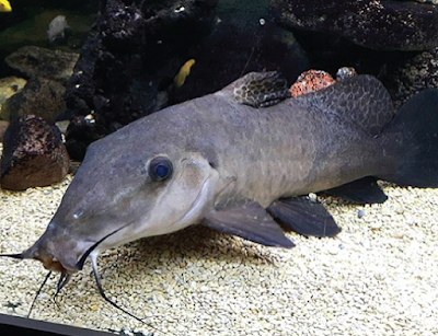 Giraffe Catfish Si Ikan Lele Unik Berbibir Dower