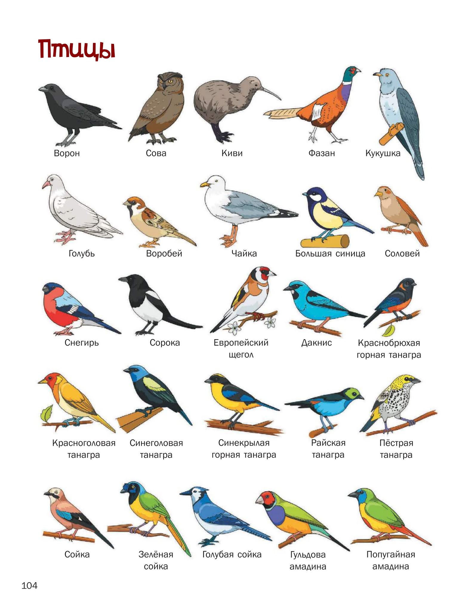 Картинки птиц с названиями. Название птиц. Птички и их названия. Названия популярных птиц. Птицы и их имена.