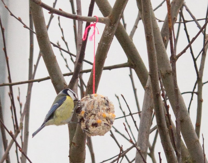 Easy DIY Fat Balls for Birds Homestead Herbs & Healing holistic living