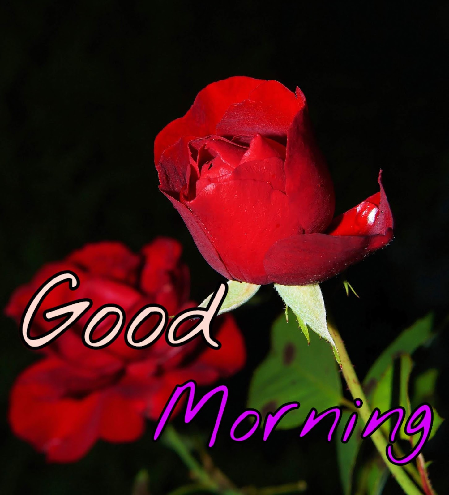 Beautiful red rose good morning Images