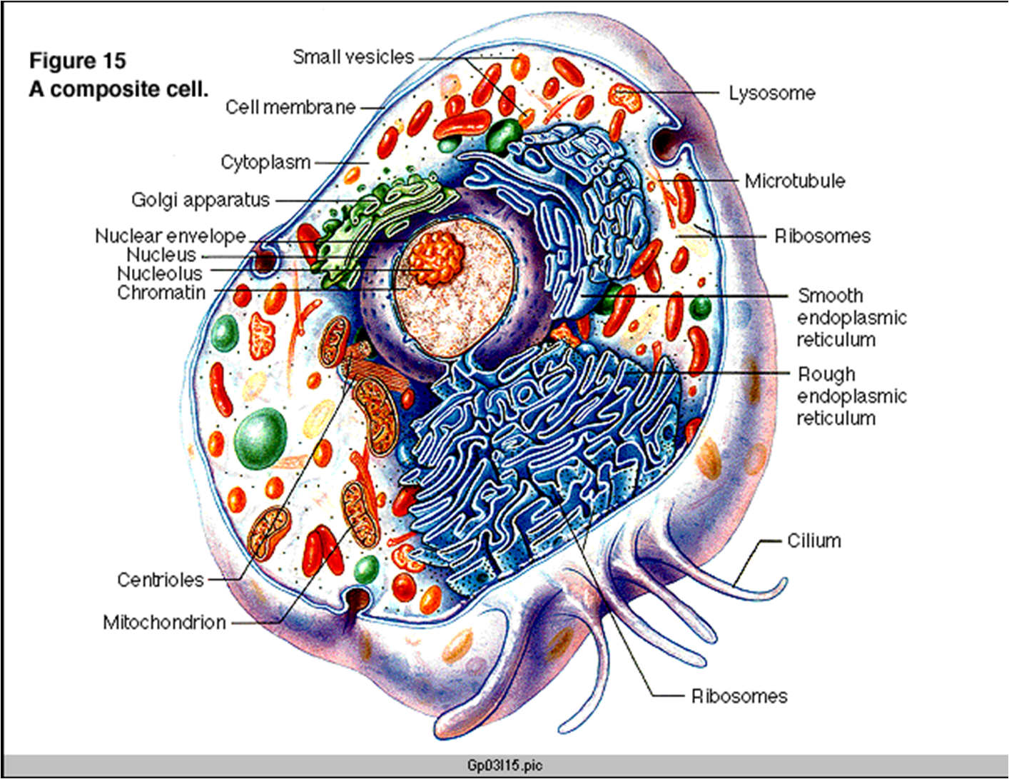Клетка живого схема. Строение эукариотической клетки клетка животного организма. Клетка биология строение схема животная. Строение животнойной клетки 8 класс. Строение живой клетки.