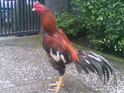 Ayam Bangkok