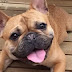12 Reasons French Bulldogs Are So Addictive