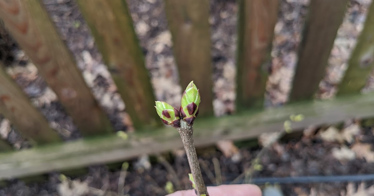 Common Lilac Buds April 2020