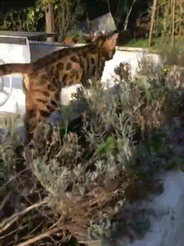 tumblr_6478985ef55de61a04214f79e1ca715e_5f312231_400.gif