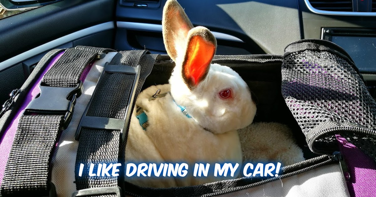 Carma Poodale Bunny MemeI like driving in my car!