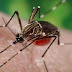 La OMS presagia repunte de dengue para el 2020