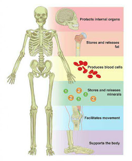 General Science Solutions for Class 6 Science Chapter 8 - our skeletal system and the skin