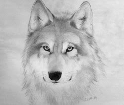 wolf drawing drawings 3d timber wolves sketch animals pencil animal celtic draw sketches wolfs amazing traditional hound cool november october