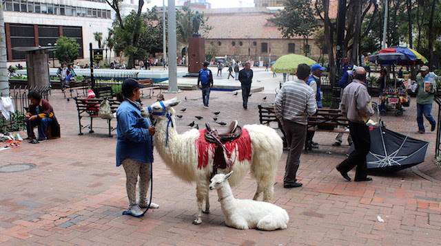 Lama in Bogota streets