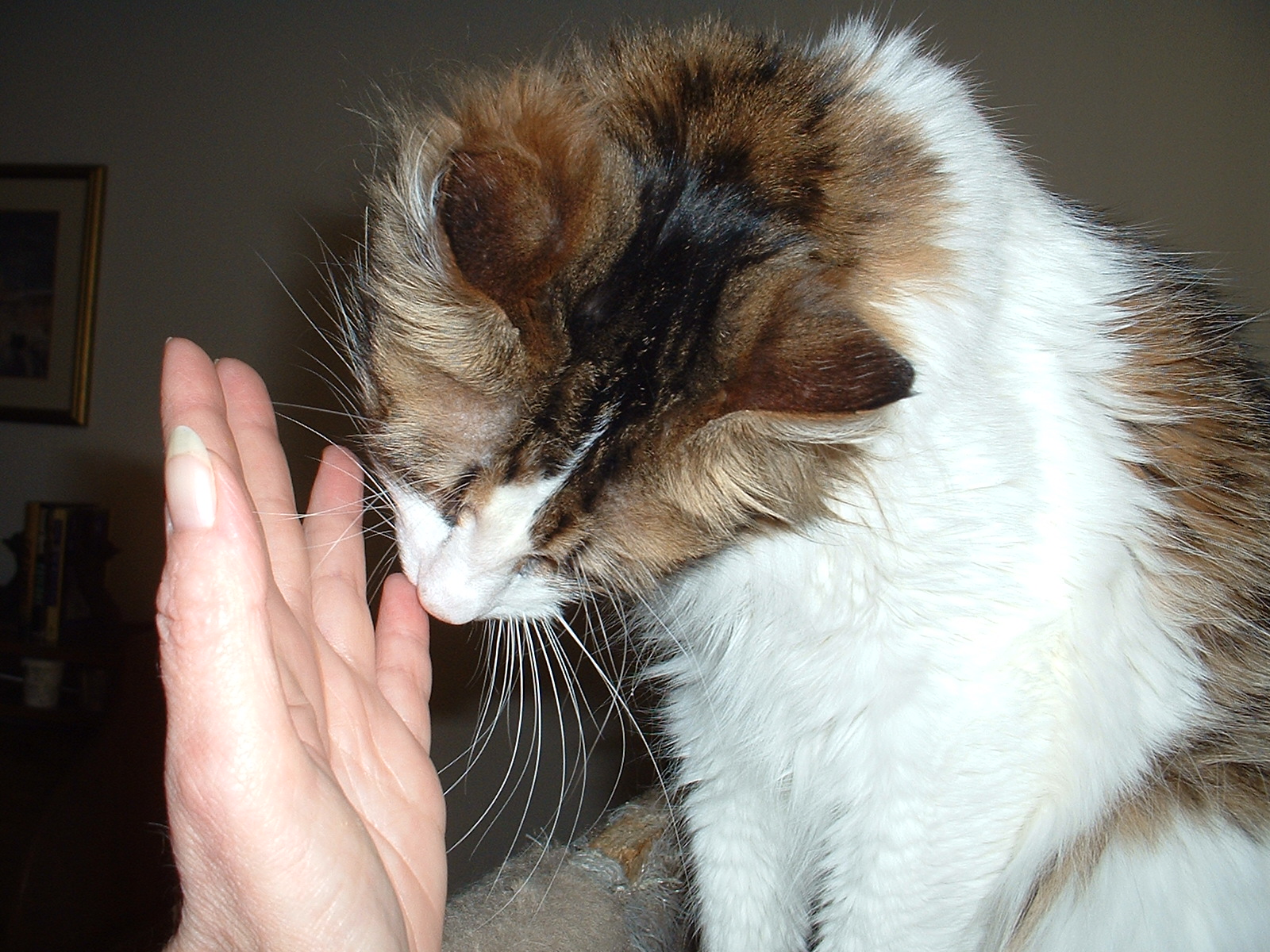 Laila and Angel Minchie: August 2013