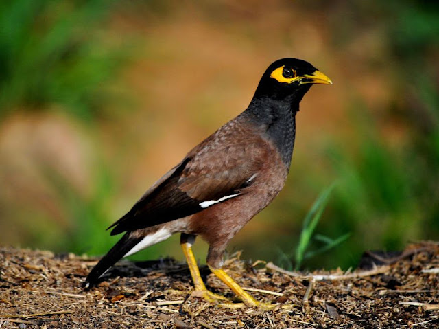 Common Birds of Bangladesh