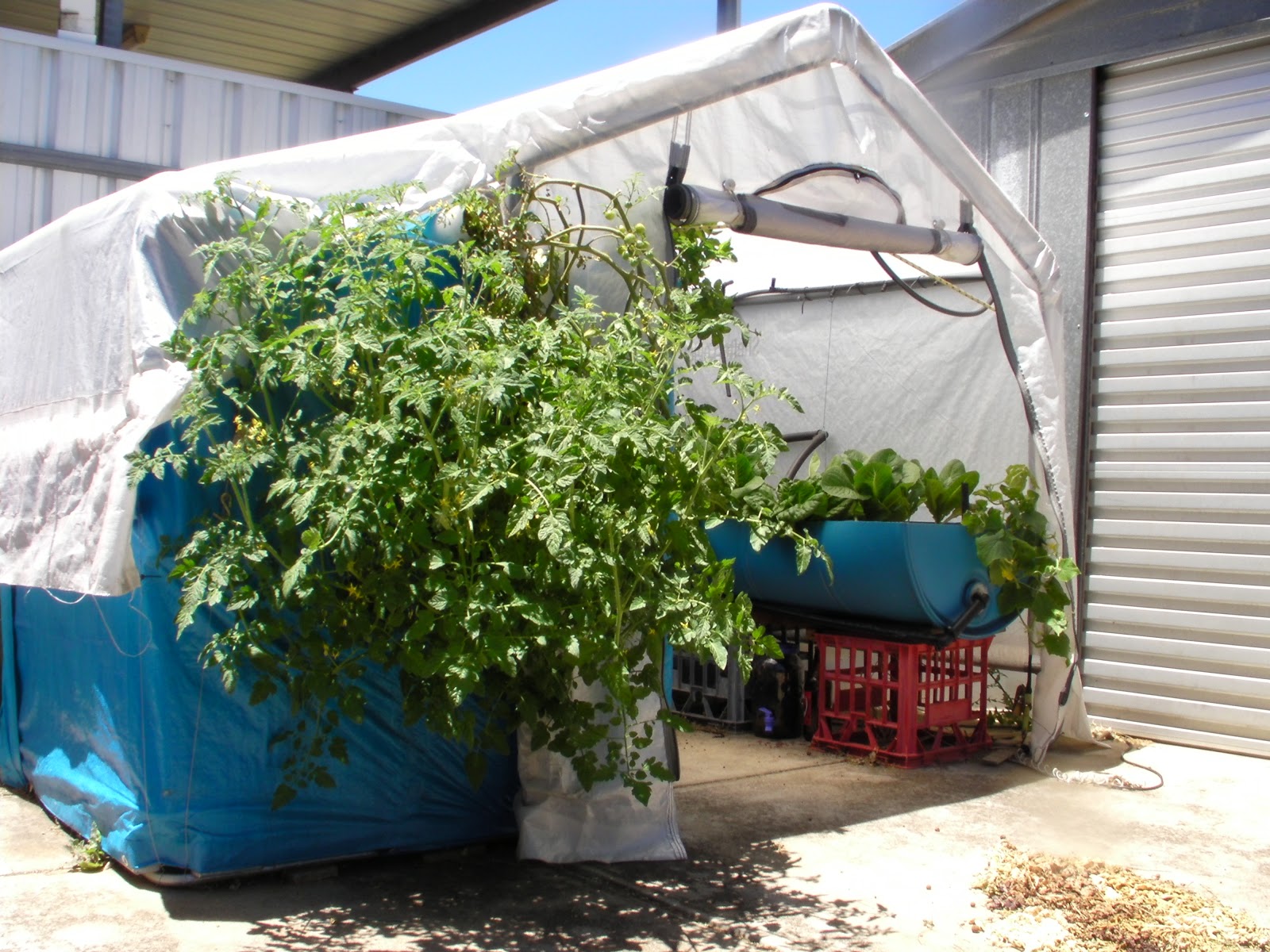 ... things in 20 years: Aquaponics - External Tomato growing in fishtank
