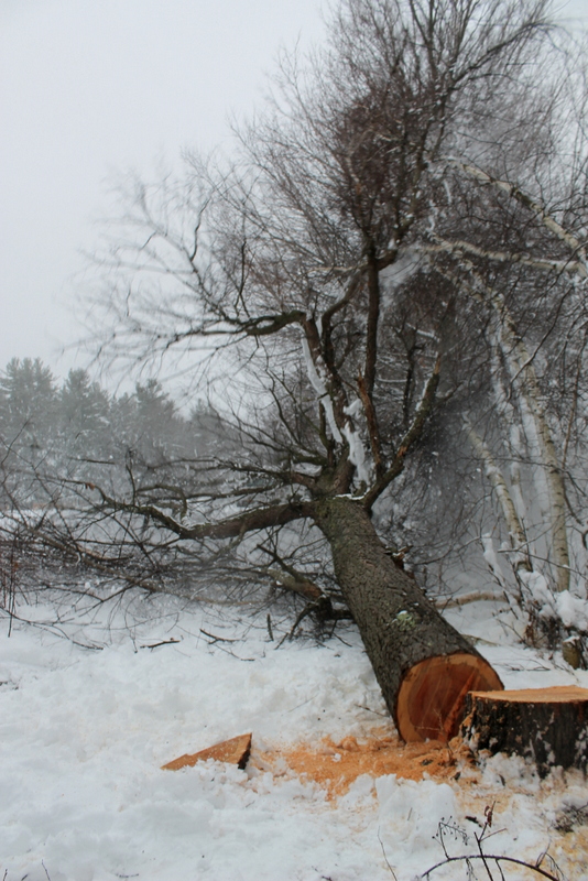 It's a Cotten life Cutting down the cherry tree