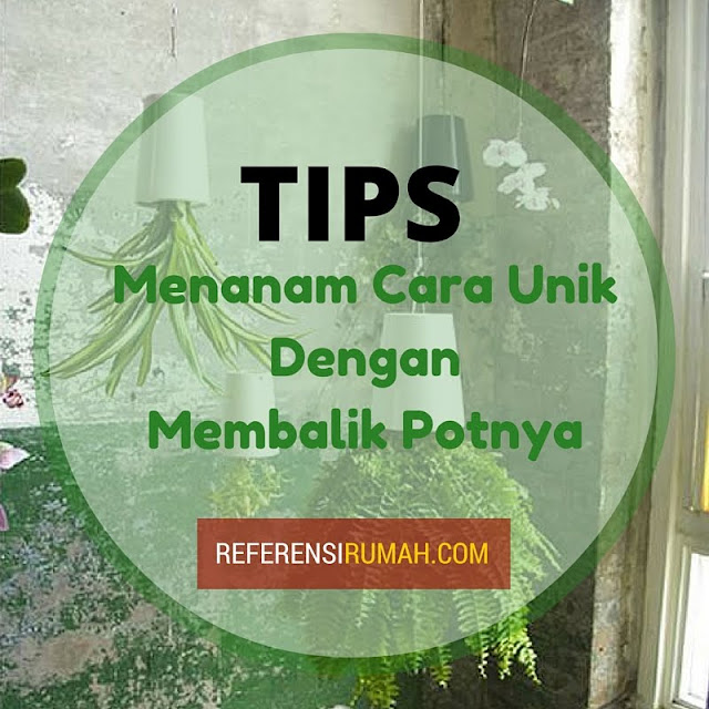 Tips Menanam Dengan Cara Unik, Dengan Metode Tanaman Terbalik!