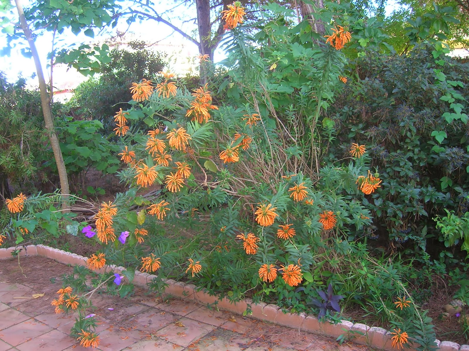 Recregarden: LEONOTIS LEONURUS